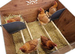 Gallinero Cucciolotta Polly Farm 2XL Cuadrado, Sólido, Hecho en Italia, Laminado HPL de Alta Calidad, Resistente para Exteriores - Product Image 4