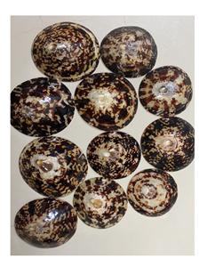 Concha de mar de Lapa pulida al mejor precio para vender del proveedor de Vietnam, cuentas de concha de mar/concha pulida de lactancia - Product Image 1