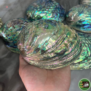 Décoration naturelle en coquillages véritables pour ornements intérieurs et fournitures d'artisanat artisanal, Vietnam - Product Image 6