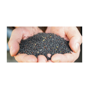 Venta al por mayor de semillas de canola a granel aptas para uso agrícola y alimentario - Product Image 2