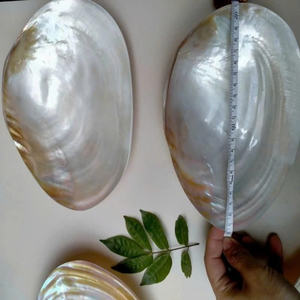 Haute qualité poli coquillage artisanat nacre assiette élégante salle à manger nacre assiette pour servir de la nourriture - Product Image 5
