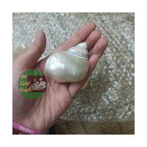 Naturaleza creativa concha marina artesanía Seashell servilleteros anillos Impresionante costero hecho a mano Seashell 99 DATOS dorados - Product Image 1