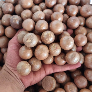 Nueces de Macadamia de Vietnam sin cáscara y sin cáscara de calidad superior con precio competitivo y nutrición rica - Product Image 1
