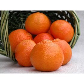 Frutas Cítricas Mandarinas Frescas, Jugosas y Dulces de Primera Calidad de Francia, Exportador - Product Image 5