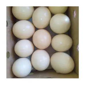 鶏の卵-ダチョウの卵白と茶色の食品自然純粋で8つの貯蔵寿命フランスのテーブル卵健康食品の消費