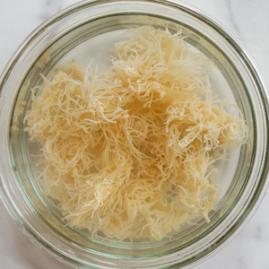 Premium Vietnamese Sea <b>Moss</b> Gel | Pure Irish <b>Moss</b> Drink Gel at Bulk Discount Prices/ Ms. Jessi - Product Image 3