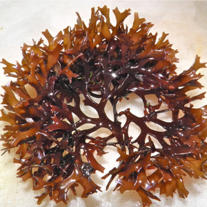 High Quality Irish Sea <b>Moss</b> (Seamoss Gold-Purple) Ingredient for Special Recipes (Chondrus Crispus Seaweed) - Product Image 5