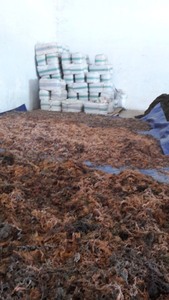 Mousse de mer violette Mousse irlandaise biologique Sauvage récolté de haute qualité Vietnam - Product Image 6