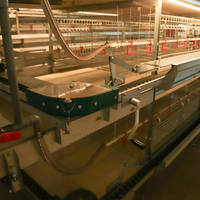Système d'alimentation automatique pour poulets de ferme en acier galvanisé de haute qualité, cage pour poussins
