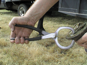 Probador de pezuña de caballo de acero inoxidable hecho a mano de acero inoxidable diagnóstico médico caballo médico instrumento probador de pezuña - Product Image 3