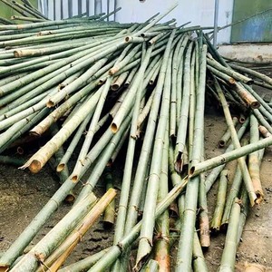 Postes de bambú duraderos para proyectos al aire libre e interiores Ecológicos y rentables - Product Image 4