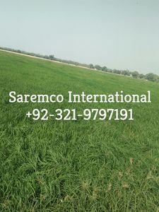 Hạt Giống Viên Cỏ <span class=keywords><strong>Rhodes</strong></span> Từ Pakistan Kiện Không Bụi Tốt Nhất Cho Nhà Cung Cấp Thức Ăn Chăn Nuôi Giá Xuất Khẩu Bán Buôn - Product Image 4