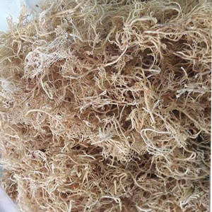 VIETNAMESE SARGASSUM <b>SEAWEED</b> - HIGH QUALITY - 100% NATURAL - Product Image 2