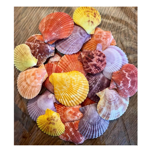 Grande coquille de coquillage blanc naturelle, véritable trésor marin pour la décoration de style côtier et les accents d'intérieur. - Product Image 1