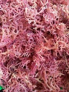 Raw Chondrus crispus Eucheuma cottonii algas doradas musgo de mar al por mayor púrpura Seamoss musgo irlandés artesanía salvaje musgo de mar-ANNA DO - Product Image 2