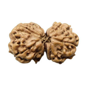 NOVAMART Fine 100% Original & Certified Nepal 8 Mukhi Gauri Shankar Rudraksha <b>Shell</b> Bone Coral Beads Wholesale Export - Product Image 4