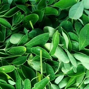 Poudre d'extrait de feuille de Moringa oleifera de feuilles naturelles Feuille de Moringa de haute qualité Marque privée OEM - Product Image 6