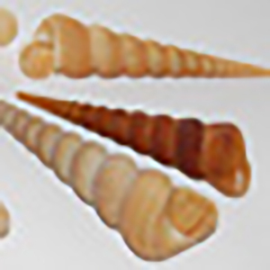 Petite coquille indonésie artisanat naturel BIJOUX COQUILLAGE avec stylo Long 10-13cm Code motif divers types de types de coquille naturelle - Product Image 3