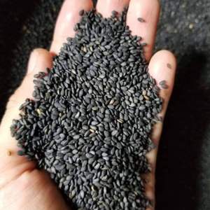 งาดำออร์แกนิก | ต้นกำเนิดเวียดนาม | NON-GMO | ส่งออกพร้อม - Product Image 2