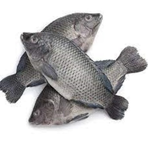 Tilapia congelada de grado A Proveedores internacionales Comprar tilapia congelada de grado A directa - Product Image 1