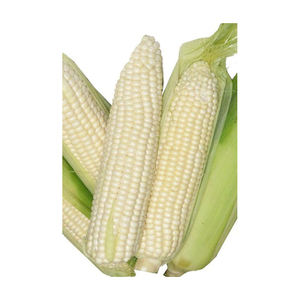 Maíz blanco de grado 2, maíz blanco no GMO apto para consumo humano y origen de alimentación Animal - Product Image 6