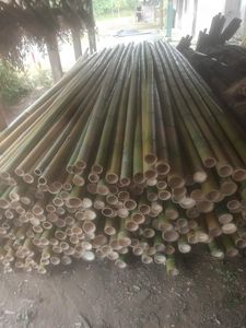 Postes de bambú estacas para decoración de granja para vallas para jardín para construcción - Product Image 4