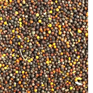 Semilla de canola de alta calidad de Australia para la extracción de aceite comestible y cultivo de alimentos-Proveedor mayorista - Product Image 4