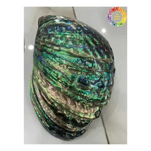 Exportateur du Vietnam vente en gros coquille d'ormeau Paua nacre brute polie coquille décorative naturelle - Product Image 1