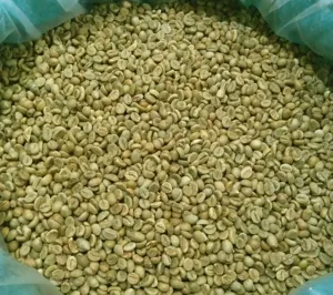 เมล็ดกาแฟเวียดนามอาราบิก้า 100% คุณภาพพิเศษ กระบวนการธรรมชาติ เกรด A+ บรรจุถุง ราคาแข่งขัน คุณภาพสูง - Product Image 2