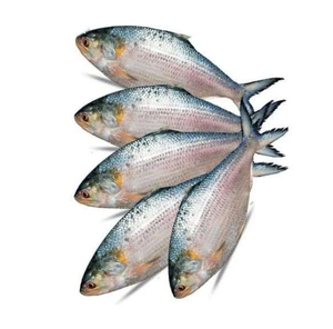 Pescado Hilsa Congelado - Proveedor Mayorista de Pescado Hilsa al por Mayor - Product Image 3