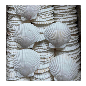 Coquillages décoratifs créatifs pour concevoir de beaux intérieurs sur le thème de la plage et des pièces d'art uniques - Product Image 6