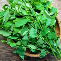 LABEL bersih PREMIUM daun manis kering KATUK VIETNAM