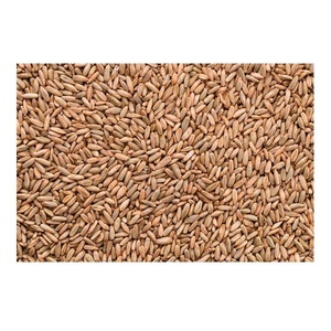Grains de seigle biologiques purs de qualité supérieure à vendre au prix de gros le plus bas - Product Image 1