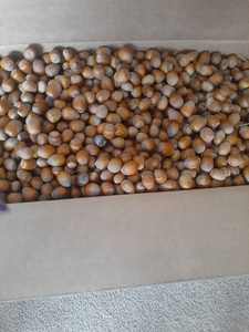 Noyau de noisette cru/noyau de noisette de qualité biologique/noix de noisette - Product Image 4