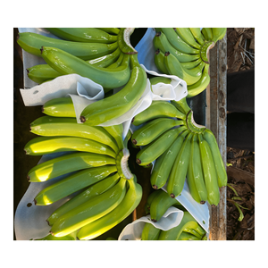 BON PRIX FRESH GREEN BANANA CAVENDISH VIETNAMIEN FRUITS FRAIS DE 99GD VIETNAM 2025 - Product Image 4