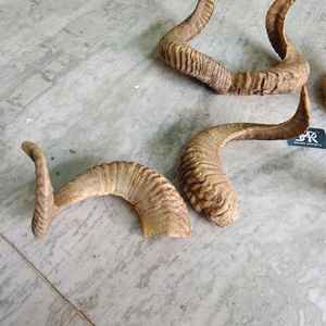 Cornes de bélier naturelles incurvées pour la décoration viking et la décoration murale, paire de cornes de mouton réelles pour le style intérieur de la maison et du lodge - Product Image 1