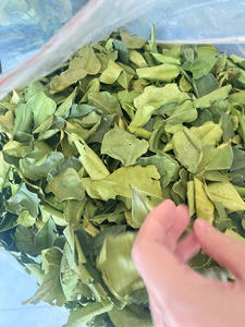 Hoja de lima de Vietnam, suministro de fábrica, adecuada para mezclas de condimentos, cadenas de restaurantes y compradores internacionales de ingredientes - Product Image 2