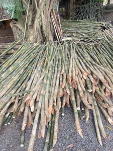 Varas de Bambú Resistentes y Duraderas para Minoristas, Mayoristas y Distribuidores que Buscan Opciones de Suministro a Granel Confiables - Product Image 6