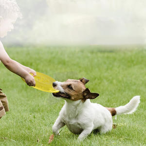 Silicone Soucoupe Volante Chien <span class=keywords><strong>Chat</strong></span> Jouet Chien <span class=keywords><strong>Jeu</strong></span> Disques Volants Résistant À Mâcher Chiot Formation Interactive Fournitures Pour Animaux De Compagnie - Product Image 3