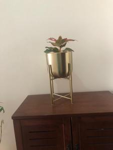 ที่ปลูกต้นไม้โลหะพื้นทำจากเหล็กสีทองแบบพรีเมี่ยมสำหรับการตกแต่งภายในแบบร่วมสมัยห้องนั่งเล่นและตกแต่งในร่มจากอินเดีย - Product Image 2