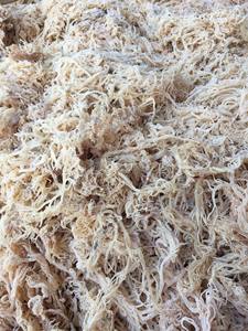 Mousse de mer séchée Eucheuma cottonii séchée Wildcrafted raw superfood Irish Moss Algues naturelles GCAP VN Manufacturer - Product Image 3