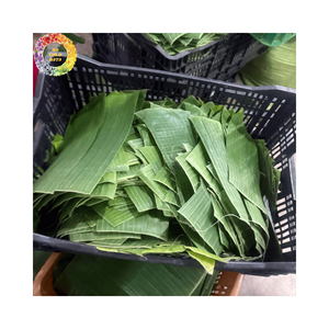 Fresh Green Banana Leaves Frozen for Traditional Cuisine and Eco Friendly Packaging - Frozen Banana Leaf for Wrapping <b>Food</b> - Product Image 5