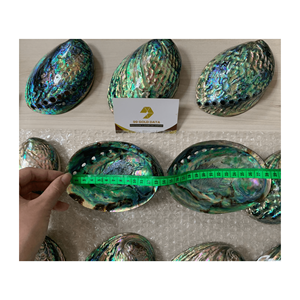 Vente en gros 12 ~ 14cm Ornements muraux polis écologiques en coquille d'ormeau naturel pour la décoration de la maison Aquarium - Product Image 6