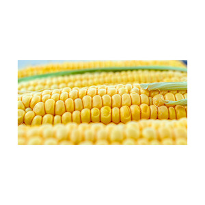Grano de maíz amarillo apto para harina de cereales y dietas animales - Product Image 4
