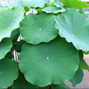 Hoja de loto fresca de alta calidad a precio de exportación de Vietnam - Product Image 1