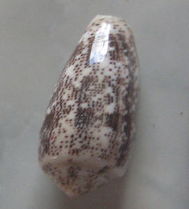 Conus Decurata JOYERÍA SEASHELL Pulido Conidae Conus Shell Motivo Tamaño mixto 5-7cm - Product Image 3