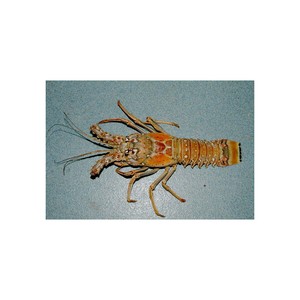 Homard à queue lisse de qualité supérieure, vente en gros au prix d'usine - Product Image 4