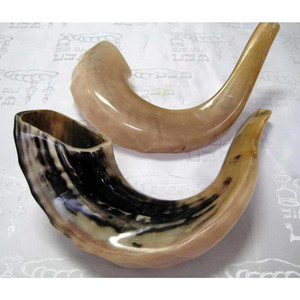 Corne de bélier véritable sculptée à la main traditionnelle Shofar-Fournisseur fiable pour les églises et les ministères - Product Image 1