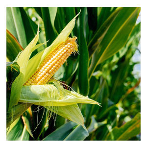 Maíz Blanco No Transgénico de Nueva Cosecha, Semillas Secas de Calidad Alimentaria Ideales para Hornear y Alimentación Animal de Alta Nutrición - Product Image 1