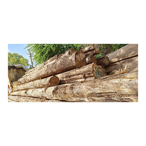 Grumes de teck africain fournies en grande quantité pour revêtements de sol armoires et boiseries décoratives - Product Image 3